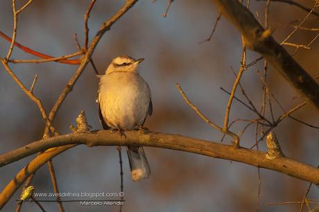 Calandria grande (Chalk-browed Mockingbird) Mimus saturninus