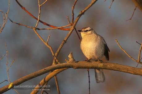 Calandria grande (Chalk-browed Mockingbird) Mimus saturninus