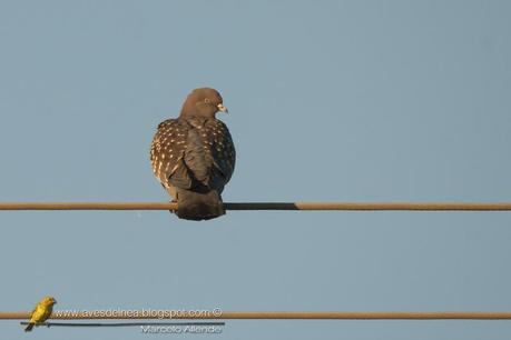 Paloma manchada (Spot-winged Pigeon) Patagioenas maculosa