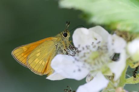 Parar ampliar Ochlodes venata (Bremer & Grey, 1853) Dorada orla ancha hacer clic