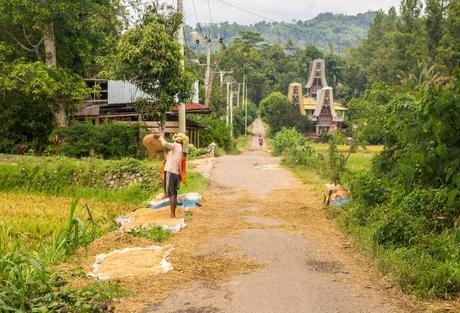 Arrozales, Tana Toraja