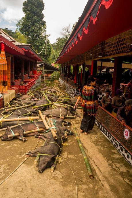 Cerdos y cerdos en el funeral Tana Toraja