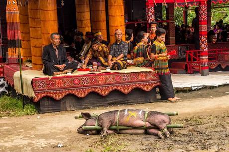Los cerdos son como muebles, indiferencia absoluta