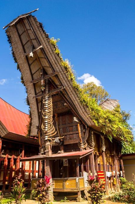 Los cuernos de búfalo dan prestigio a la familia