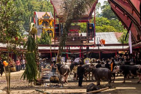Recuento de búfalos, determina la importancia del funeral, Tana Toraja