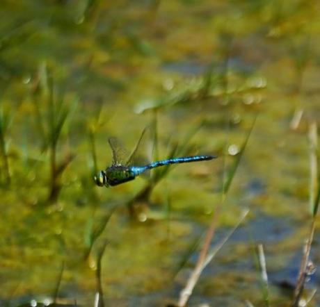 El señor del estanque