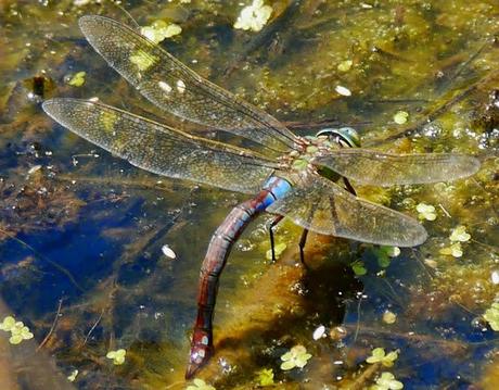 El señor del estanque