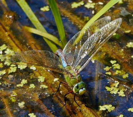 El señor del estanque