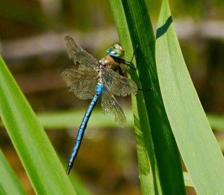 El señor del estanque
