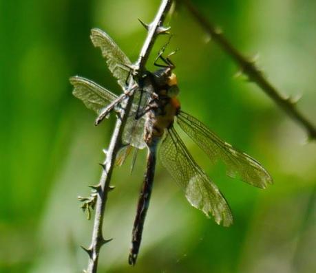 El señor del estanque