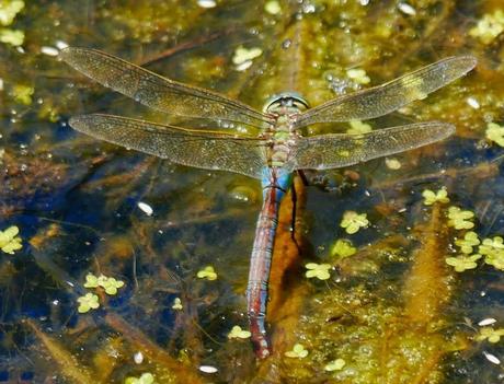 El señor del estanque