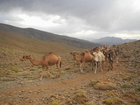 Dromedarios en el alto Atlas cerca del lago de Izourar. Marruecos