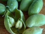 Garbanzos verdes