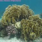 Mar Rojo Junio 2014 (Día 3) 20071227_CLR_45-800