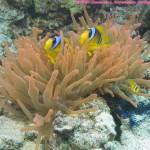 Mar Rojo Junio 2014 (Día 3) 20071227_CLR_33-800