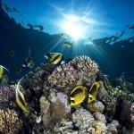 miami-underwater-photo-contest-3[2]