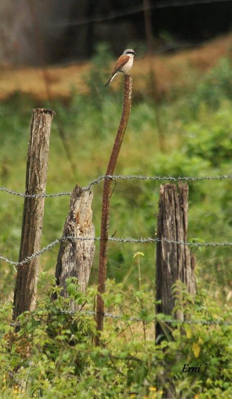 ALCAUDÓN DORSIRROJO (Lanius collurio)