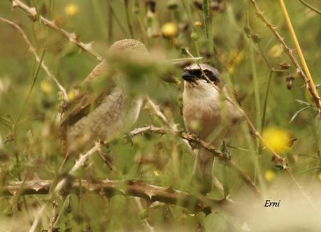 ALCAUDÓN DORSIRROJO (Lanius collurio)