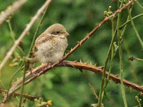 ALCAUDÓN DORSIRROJO (Lanius collurio)