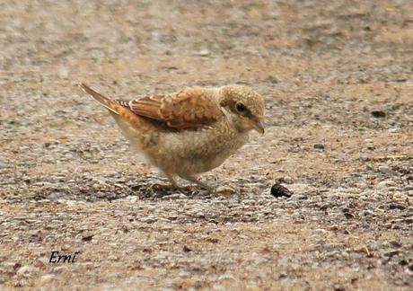 ALCAUDÓN DORSIRROJO (Lanius collurio)
