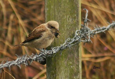 ALCAUDÓN DORSIRROJO (Lanius collurio)