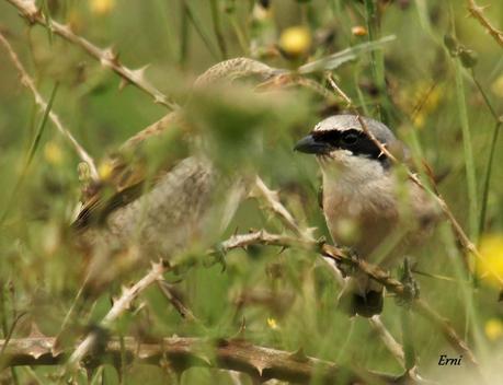 ALCAUDÓN DORSIRROJO (Lanius collurio)