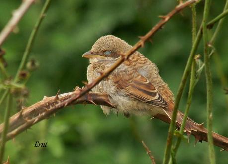 ALCAUDÓN DORSIRROJO (Lanius collurio)