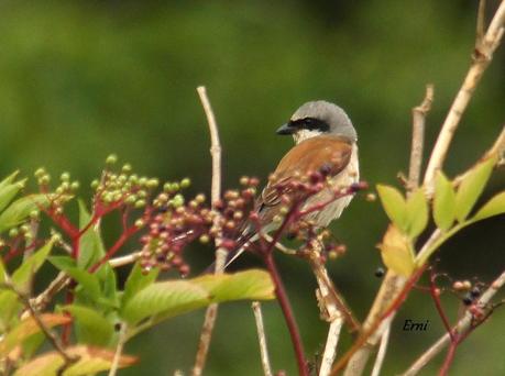 ALCAUDÓN DORSIRROJO (Lanius collurio)