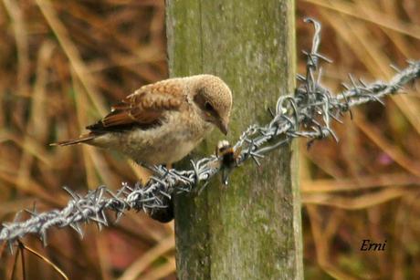ALCAUDÓN DORSIRROJO (Lanius collurio)
