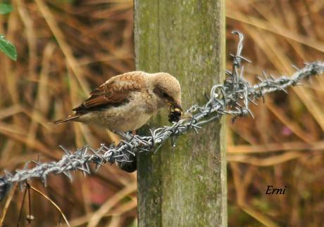 ALCAUDÓN DORSIRROJO (Lanius collurio)