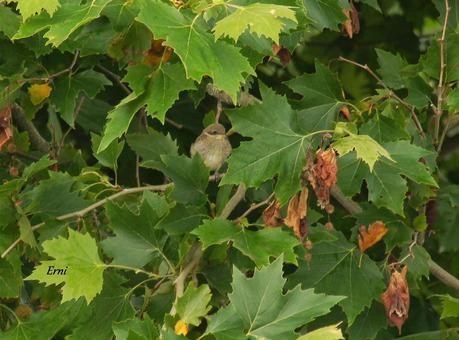 ALCAUDÓN DORSIRROJO (Lanius collurio)