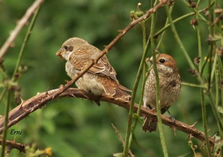 ALCAUDÓN DORSIRROJO (Lanius collurio)