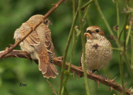ALCAUDÓN DORSIRROJO (Lanius collurio)