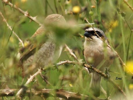 ALCAUDÓN DORSIRROJO (Lanius collurio)