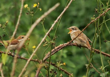 ALCAUDÓN DORSIRROJO (Lanius collurio)