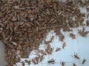 Soñar grillos significado real. Dale sueño