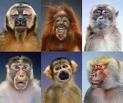 Fijaciones