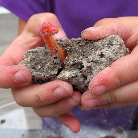 Recursos: Proyecto Didáctico la Máquina del tiempo, la prehistoria Recursos: Proyecto Didáctico la Máquina del tiempo, la prehistoria