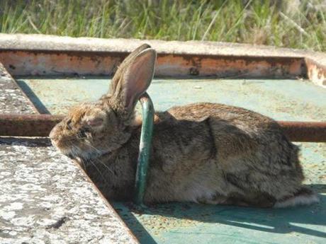 Conejo en el Camp de Tarragona