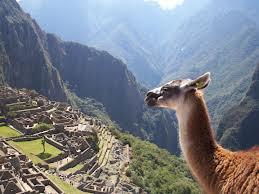 Llama en las ruinas de Machu Picchu