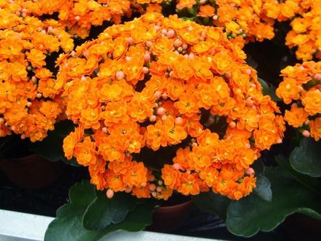Kalanchoe