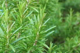 romero2 Aceite o alcohol de romero para masajes relajantes y musculares