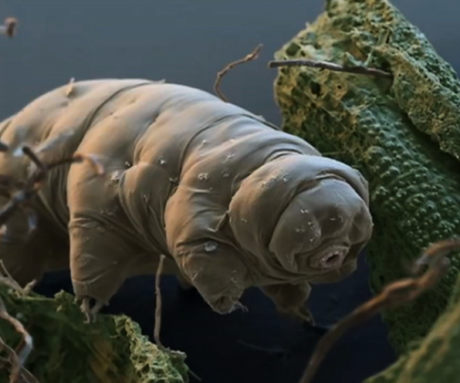 Tardigrado