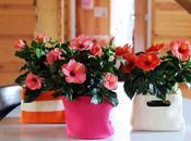 Plantas interior otras: hibiscus