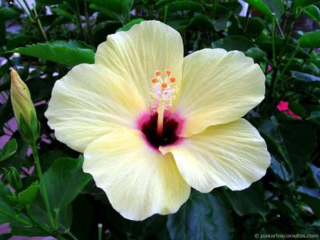 PLANTAS DE INTERIOR Y OTRAS: HIBISCUS