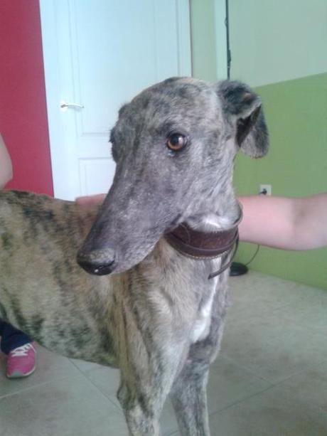 TIBURÓN, PRECIOSO GALGO EN ADOPCIÓN. (CÓRDOBA)