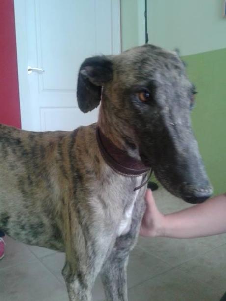 TIBURÓN, PRECIOSO GALGO EN ADOPCIÓN. (CÓRDOBA)