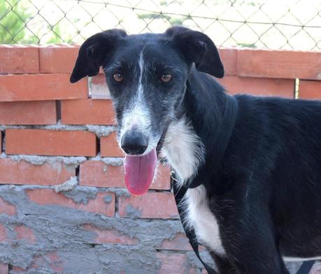 GINEBRA EN ACOGIDA O ADOPCIÓN. (MADRID)