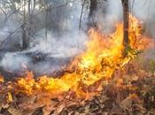 generaciones incendios
