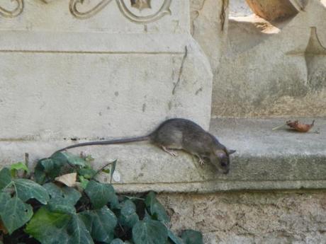 Ratas en el Parc de la Ciutadella. Barcelona Ratas en el Parc de la Ciutadella. Barcelona